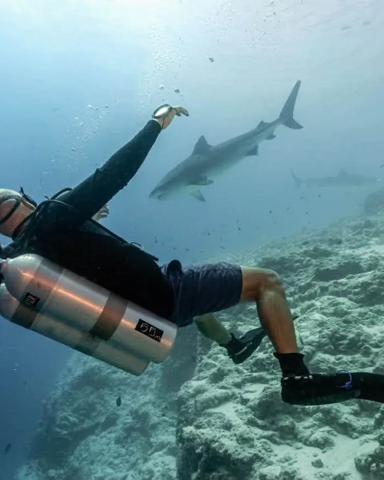Shark gliding along a deep wall — Pescador Island expedition, Philippines